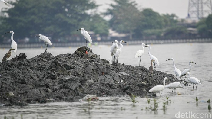 Burung jenis Blekok Sawah (Javan Pond Heron) dan burung Kuntul Kecil (Little Egret) berada di kawasan Waduk Cincin, Papanggo, Jakarta Utara, Jumat (31/10/2025).