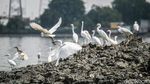 Potret Burung-Burung Air Bertahan di Tengah Kota