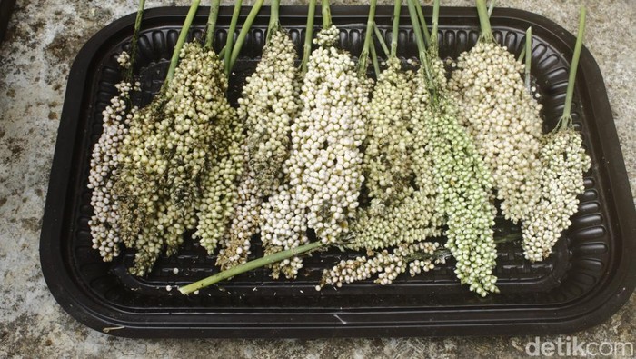 Proses pembuatan bioetanol dari sorgum di SEIN Farm, Kota Bandung