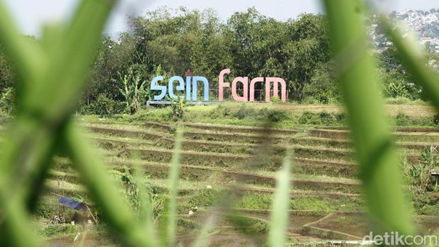 Proses pembuatan bioetanol dari sorgum di SEIN Farm, Kota Bandung