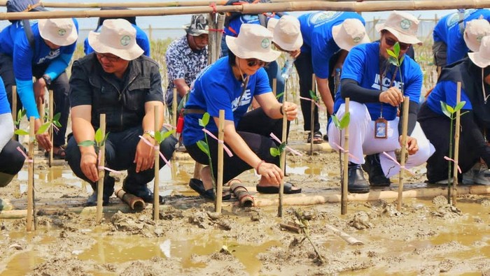 Proses penanaman mangrove oleh DLHK Karawang Proses penanaman mangrove oleh DLHK Karawang