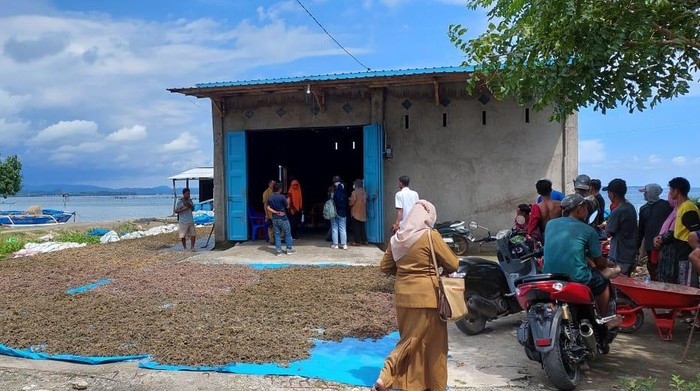 Rumput laut dari Takalr tembus pasar international. Rumput laut dari Takalr tembus pasar international.