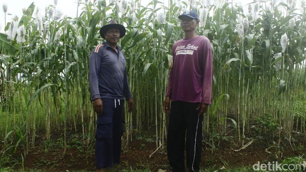 Sodikin (kanan bertopi) dan Dadang, petani sorgum asal Ujungberung