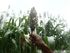 Hari Gizi Nasional 2026 Bertema Pangan Lokal, Apa Saja Pengganti Nasi?