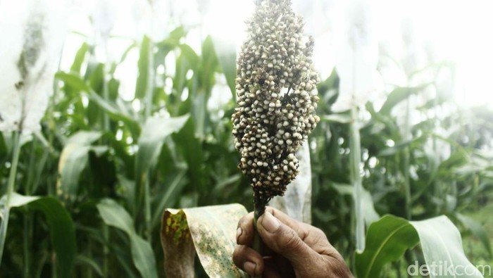 Akademisi-DPR  Ajak Warga Ciamis Hemat Energi Lewat Pengembangan Sorgum