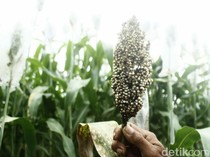 Sorgum Bersemi, Negeri Berenergi!