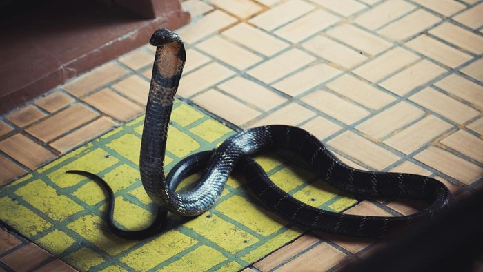 Ular Kobra Masuk Rumah Waspada Banyak Ular Masuk Rumah di Musim Hujan, Ini 8 Cara Mencegahnya