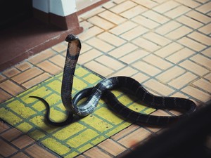 Takut Ular Masuk Rumah? Ini 10 Cara Ampuh Mencegah-Langkah Daruratnya