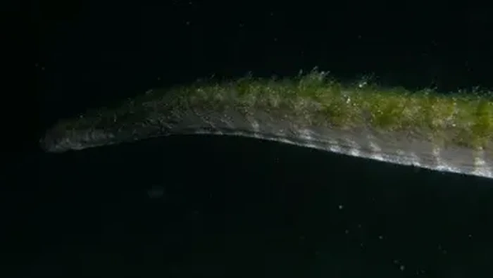 Ular Purba di Pulau Komodo Ular Purba di Pulau Komodo