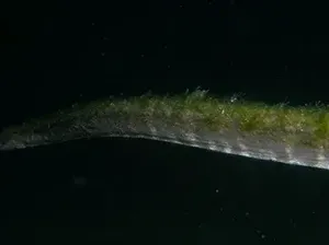 Penyelam Rekam Makhluk Purba di Perairan Pulau Komodo, Ikan Apa?