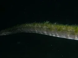 Ular Purba Terekam di Dasar Laut Dekat Pulau Komodo