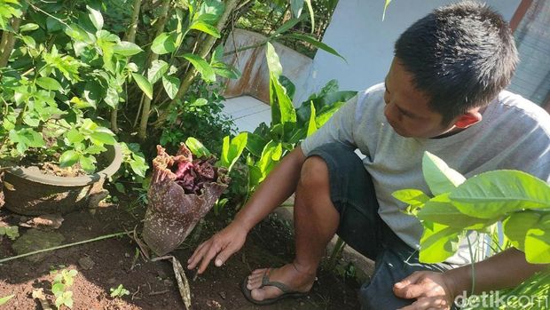 Bunga Bangkai atau Bunga Suweg mulai bermunculan di kebun dan pekarangan rumah warga di Ciamis. Bunga Bangkai atau Bunga Suweg mulai bermunculan di kebun dan pekarangan rumah warga di Ciamis.