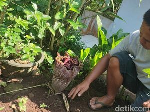 Bunga Bangkai Muncul di Ciamis, Warga: Tanda Awal Musim Hujan