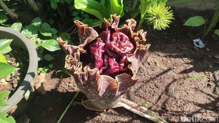 Bunga Bangkai atau Bunga Suweg mulai bermunculan di kebun dan pekarangan rumah warga di Ciamis.