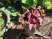 Bunga Bangkai Bermunculan di Ciamis, Tandai Dimulainya Musim Hujan