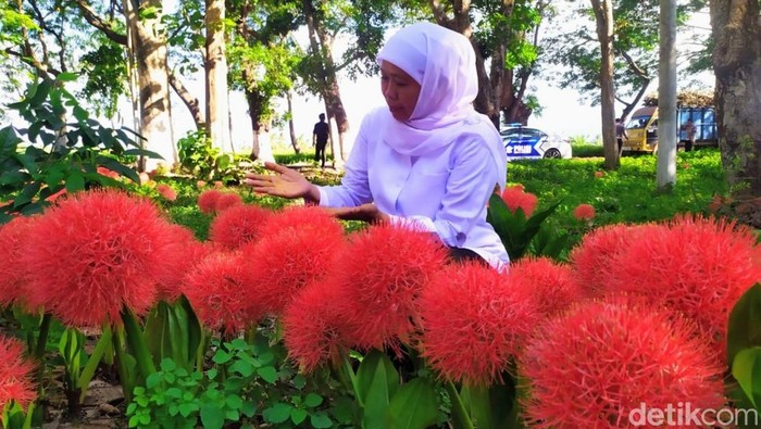 Khofifah di tengah Bunga Desember