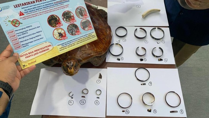 Penyu diawetkan dan gelang dari sisik penyu yang berhasil diamankan petugas PSDKP dan BPSPL di Pasar Kebun Sayur Balikpapan.