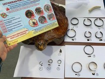 Mitos di Balik Perdagangan Penyu: Tangkal Sihir-Obat Kuat