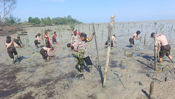 Polres Kepulauan Meranti dan Gerakan Pramuka menanam mangrove di Pantai Rangsang Pesisir, mewujudkan Green Policing. Polres Kepulauan Meranti dan Gerakan Pramuka menanam mangrove di Pantai Rangsang Pesisir, mewujudkan Green Policing, Jumat (31/10/2025).