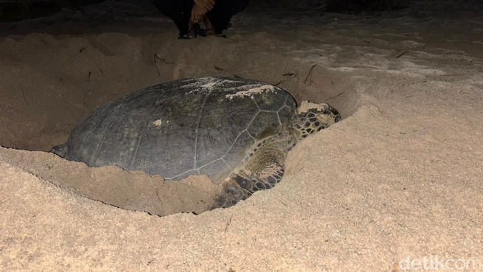 Seekor penyu sedang bertelur di lapangan pasir putih di Derawan, Berau, Kaltim.