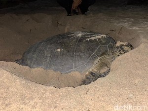 Kemarau Bikin Pasir Pulau Sangalaki Kering, Penyu Kesulitan Bertelur