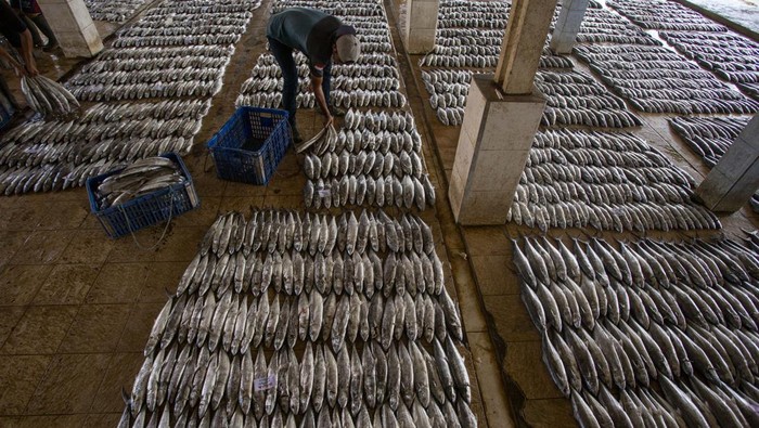 Nelayan mengumpulkan ikan hasil tangkapan sebelum dilelang di Tempat Pelelangan Ikan Majakerta, Balongan, Indramayu, Jawa Barat, Sabtu (1/11/2025). Kementerian Kelautan dan Perikanan (KKP) memastikan volume penangkapan ikan nasional sepanjang tahun 2025 tidak akan melebihi 7 juta ton, kebijakan pembatasan ini dilakukan untuk menjaga keberlanjutan sumber daya laut sekaligus menyeimbangkan antara kebutuhan ekonomi dan ekologi. ANTARA FOTO/Dedhez Anggara/tom.
