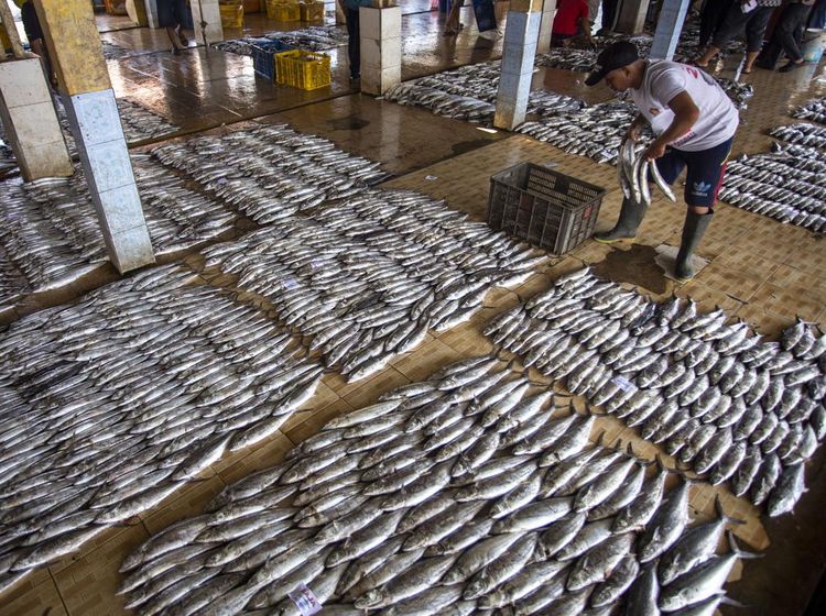 Volume Penangkapan Ikan Nasional 2025 Dibatasi 7 Juta Ton
