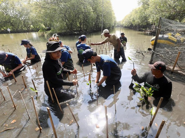 2.500 Mangrove Ditanam Serentak di Lima Provinsi untuk Jaga Bumi