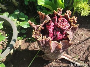 Penampakan Bunga Bangkai di Ciamis yang Muncul Saat Awal Musim Hujan