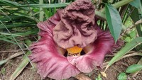 Bunga bangkai yang mulai mekar di Ciamis mengeluarkan bau khas yang menyengat. Aroma ini menarik perhatian lalat dan serangga lain, sekaligus menandai fase mekar sempurna bunga langka tersebut.