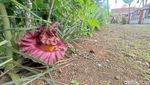 Penampakan Bunga Bangkai di Ciamis yang Muncul Saat Awal Musim Hujan