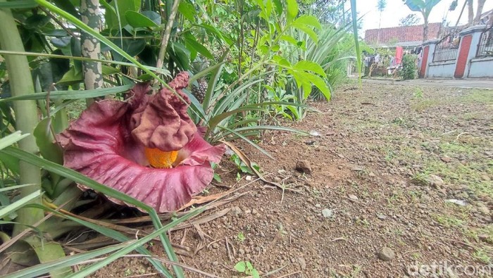 Bunga bangka di Ciamis.