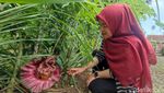 Penampakan Bunga Bangkai di Ciamis yang Muncul Saat Awal Musim Hujan
