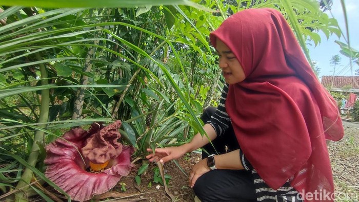 Bunga bangka di Ciamis.