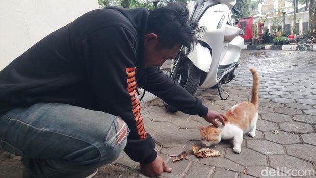 Ilustrasi kucing liar di Cimahi Ilustrasi kucing liar di Cimahi