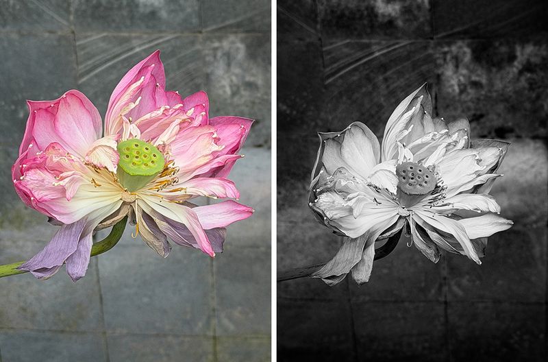 iPhone 17 Pro Orange iPhone 17 Pro Orange