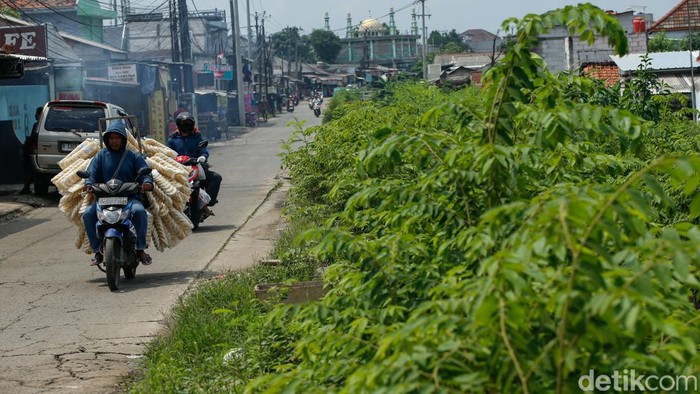 Tujuh bulan setelah penertiban bangunan liar di bantaran Kali Baru, kawasan Tambun Selatan, Kabupaten Bekasi, kondisi lahan kini tampak tidak terurus. Rumput liar tumbuh lebat di area bekas bangunan yang sebelumnya dibongkar oleh pemerintah daerah.