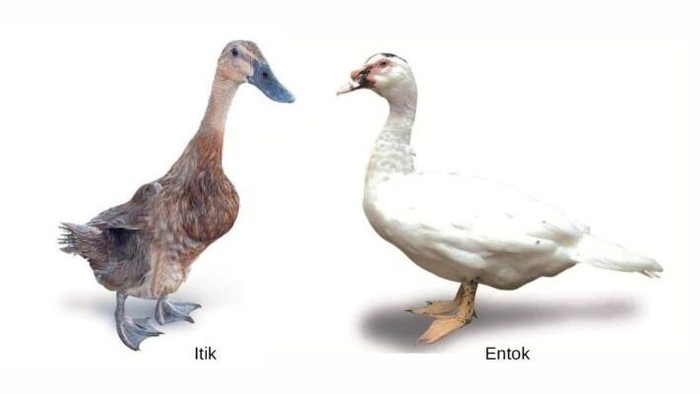 Perbedaan itik dan entok.