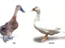 Itik Vs Entok, Sering Dianggap Sama Padahal Banyak Bedanya