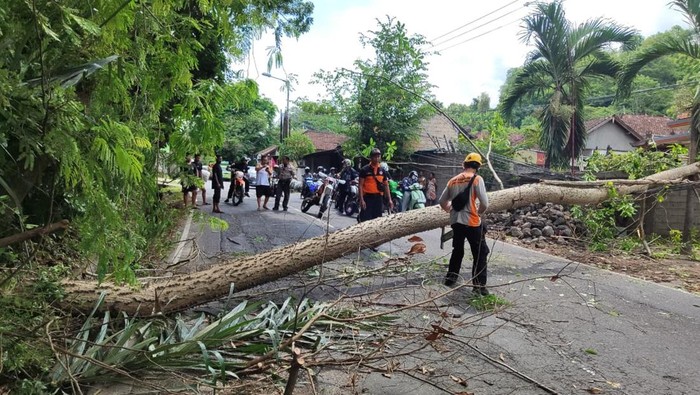 Petugas BPBD Karangasem melakukan penanganan pohon tumbang di Jalan Amlapura-Denpasar, tepatnya di Kelurahan Subagan, Minggu (2/11/2025). (Foto: Dok. BPBD Karangasem)