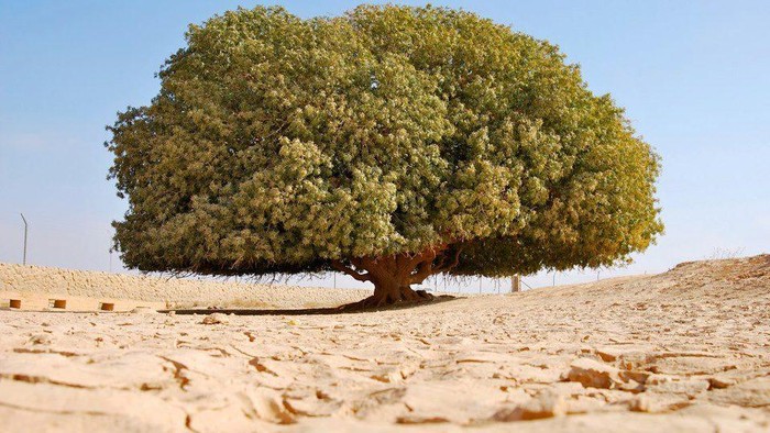 pohon sahabi