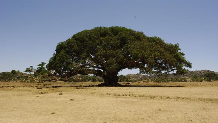 Potret Sahabat Nabi Muhammad SAW yang Masih Hidup