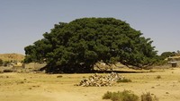 Pohon Sahabi atau The Blessed Tree berada di Safawi, Yordania, sekitar 150 km dari Amman. Pohon ini diyakini menjadi tempat Nabi Muhammad SAW berteduh saat muda dalam perjalanan dagang ke Syam bersama Abu Thalib. Foto: Getty Images/iStockphoto/Yohana Negusse Asfaha