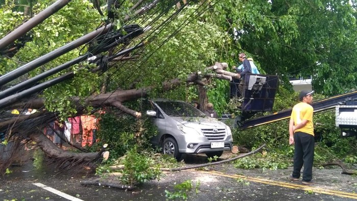 Sebuah pohon tumbang menimpa mobil di Malang