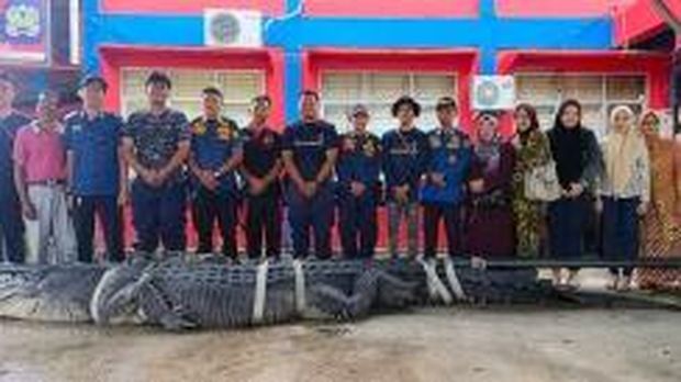 Buaya raksasa yang berhasil ditangkap warga di Desa Sungai Undan, Kecamatan Reteh, Kabupaten Indragiri Hilir (Inhil), kini telah sukses dievakuasi ke penangkaran sementara. (Dok. Mediacenter Riau)