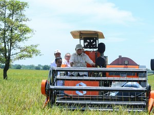 Produksi Beras RI 2025 Melonjak Tinggi, Diproyeksi Capai 34,77 Juta Ton!