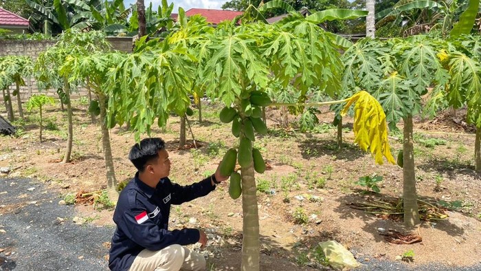 Kepala SPPG Polda Kalsel, Bayu, melihat pohon pepaya yang ada di samping gedung SPPG. Foto: Khairun Nisa/detikKalimantan