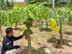 Manfaatkan Lahan Sisa, SPPG Polda Kalsel Tanam Pepaya untuk Program MBG