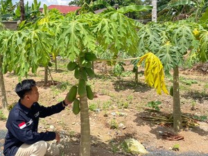Manfaatkan Lahan Sisa, SPPG Polda Kalsel Tanam Pepaya untuk Program MBG