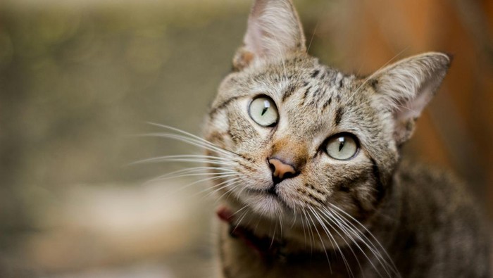 10 Ciri-ciri Kucing Rabies yang Perlu Diketahui dan Cara Mengobatinya